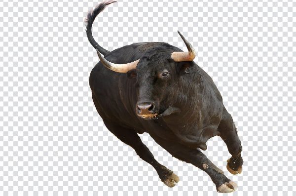 Fighting Bull PNG – Free Powerful Transparent Bull Attack Image