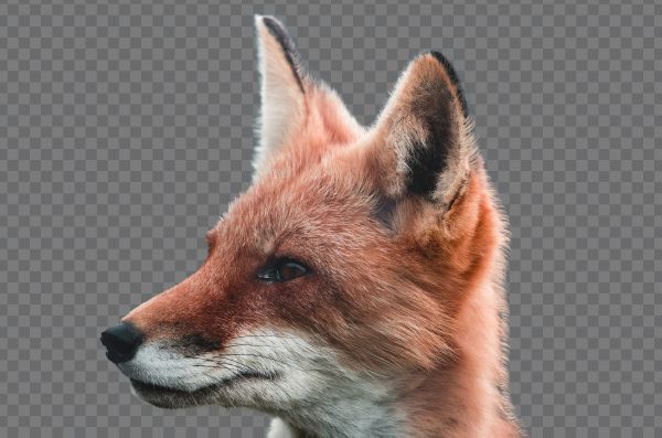 Fox Head PNG – Free Transparent Fox Face Image for Creative Projects