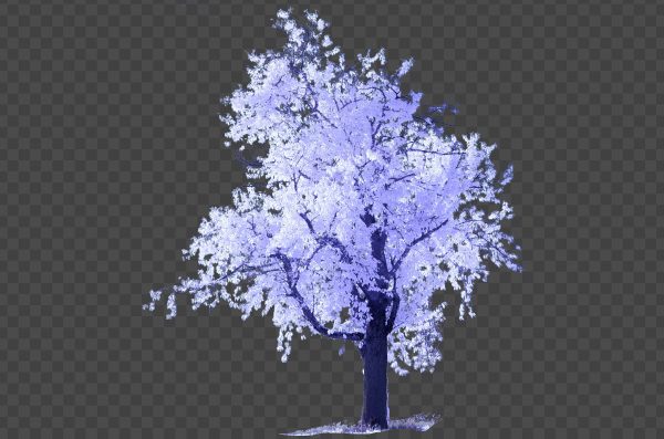 Frozen Tree PNG – Icy Tree Transparent Background Free Download