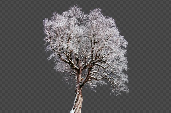 Frozen Tree on Winter PNG – Snowy Tree Transparent Background Free