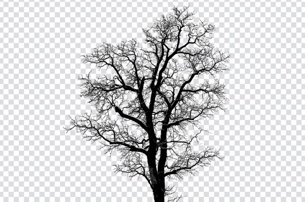 Leafless Tree PNG – Dead Tree Transparent Background Free Download