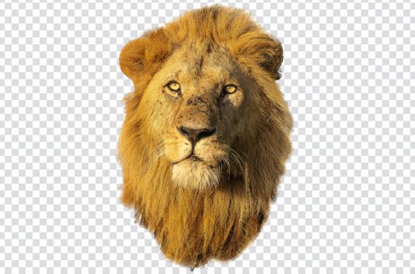 Lion Head PNG – Free Transparent High-Quality Lion Face Image