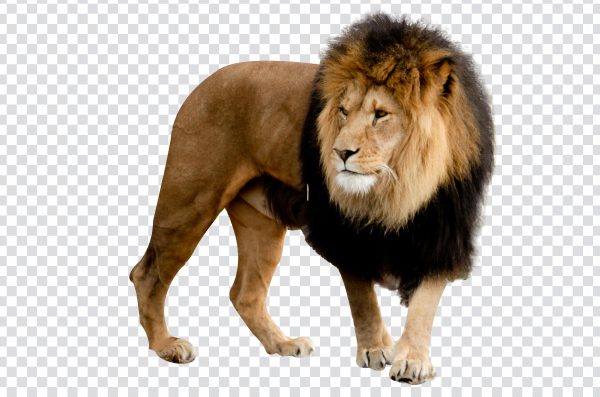 Lion Transparent Image – Free High-Quality PNG for Design Projects