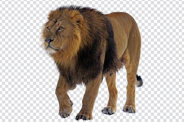 Lion Transparent PNG - High-Resolution Lion Image for Design and Art Projects