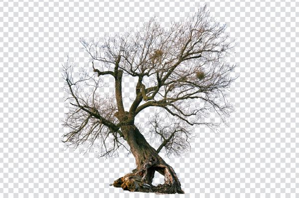Old Tree PNG – Ancient Tree Transparent Background Free Download