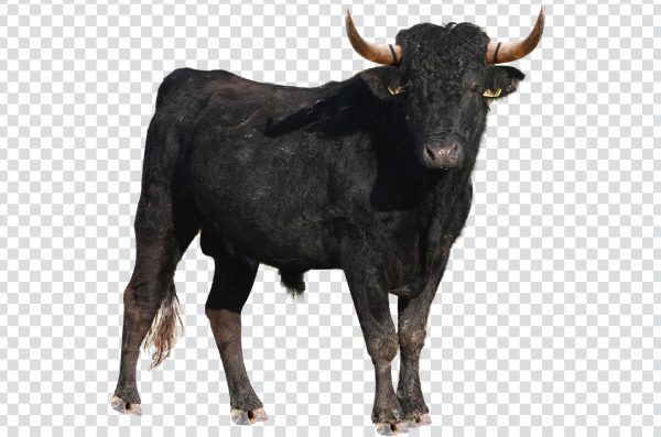 Realistic Bull PNG – Free High-Quality Transparent Bull Image
