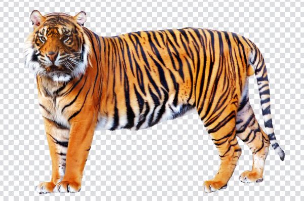 Roaring Angry Tiger PNG Free Download | Transparent Clipart