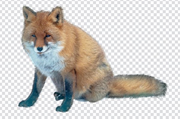 Sitting Fox PNG – Free Transparent Fox Image in Sitting Pose