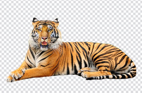 Sitting Tiger PNG Free Download | Transparent Background