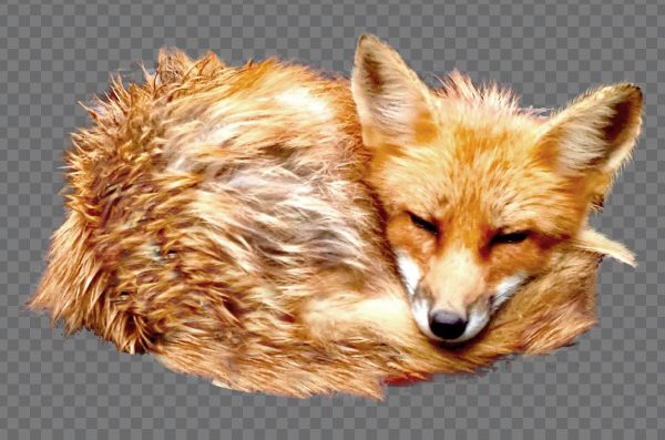 Sleeping Fox PNG – Free Transparent Fox Image in Sleeping Pose