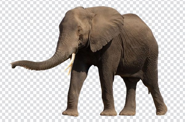 Standing Elephant PNG – Free Transparent Elephant Image for Creative Use