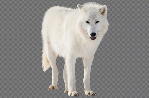 Standing Fox PNG – Free Transparent Image of Fox in Standing Pose