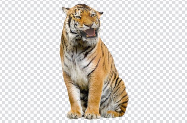 Tiger PNG with a Transparent Background Free Download | High-Quality