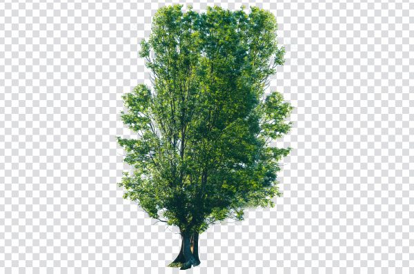 Tree transparent background, Green tree PNG