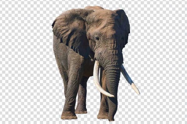 Wild Elephant PNG – Free Transparent Image of Elephant in Natural Habitat