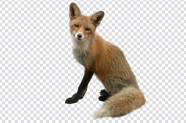 Wild Fox PNG – Free High-Quality Transparent Fox Image