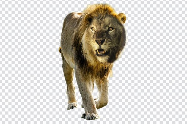 Wild Lion PNG – Free High-Quality Transparent Image for Creative Use