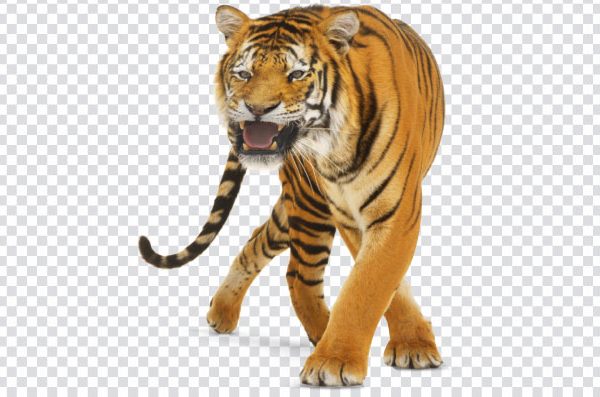 Wild Royal Bengal Tiger PNG Clipart | Free Download for Designs