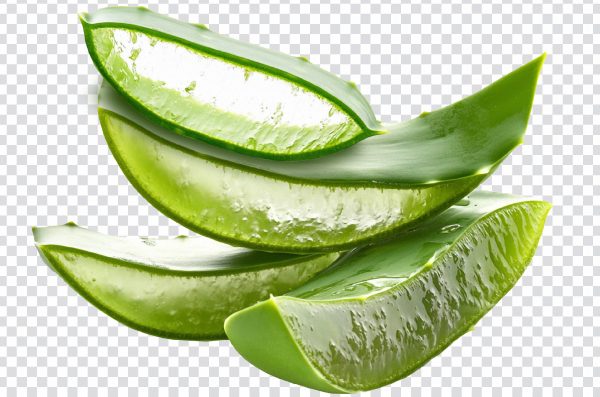 Aloe Vera PNG Transparent Background | Free HD Download