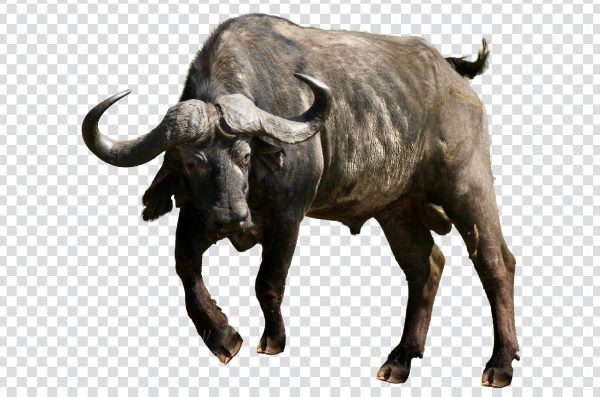 Angry Bull PNG – Free High-Quality Transparent Bull Illustration