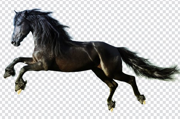 Black Horse Jumping PNG – Free Transparent Equestrian Action Image