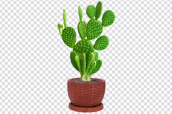 Cactus Plant PNG Transparent | Free High-Quality Download