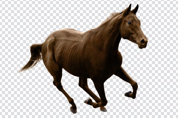 Fast Running Horse PNG – Free High-Speed Transparent Horse Image
