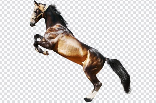 Rearing Horse PNG – Free Transparent Powerful Horse Pose Image
