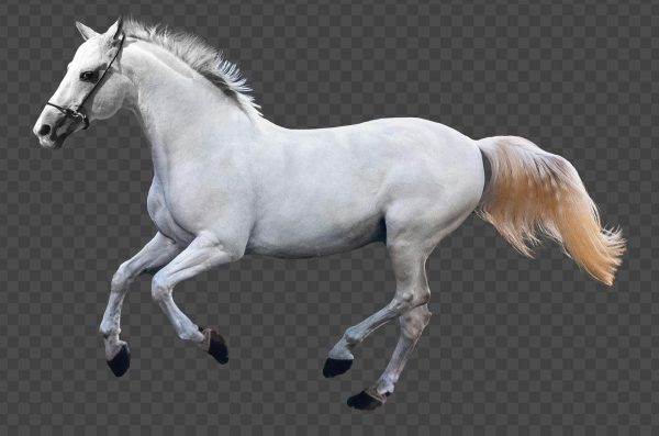 Running Horse PNG – Free High-Quality Transparent Horse Image