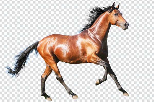 Running Horse with Flowing Mane PNG – Free Graceful Transparent Image