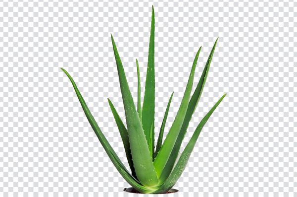 Aloe Vera Plant PNG Transparent Background