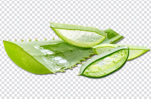 Aloe Vera Slice PNG Transparent | Free HD Download