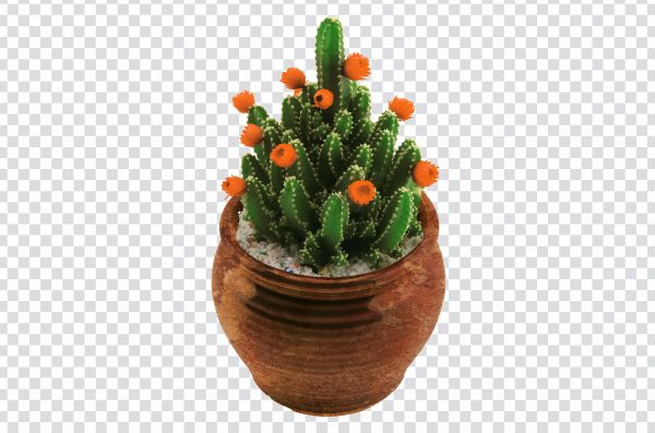 Cactus PNG for Home Decor