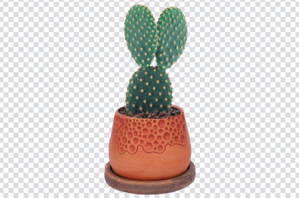 Free Cactus PNG Download | Transparent & High-Quality
