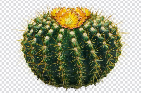 Cute Cactus PNG Transparent | Free Kawaii Style Download