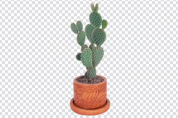 Potted Cactus PNG Transparent | Free HD Download