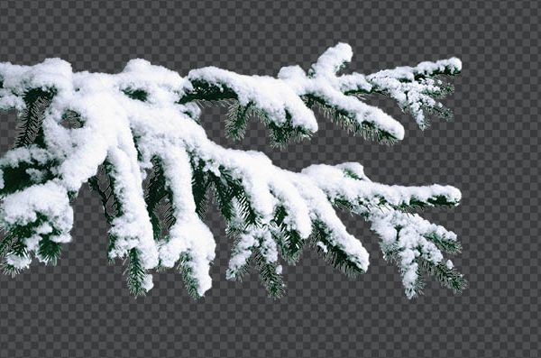 Snow Covered Pine Branch PNG | Free Transparent Winter Pine Clipart