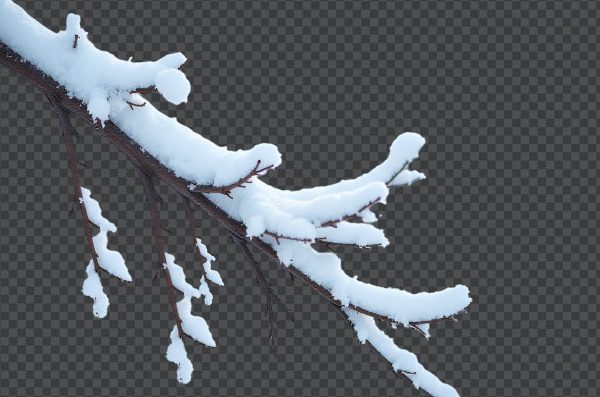 Bare Winter Tree Branch PNG | Free Transparent Branch Download