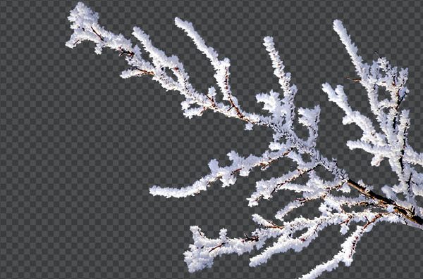Snow Covered Branch PNG Transparent | Free Winter Branch Download