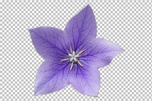 Bellflower Flower PNG – Transparent Bellflower Image