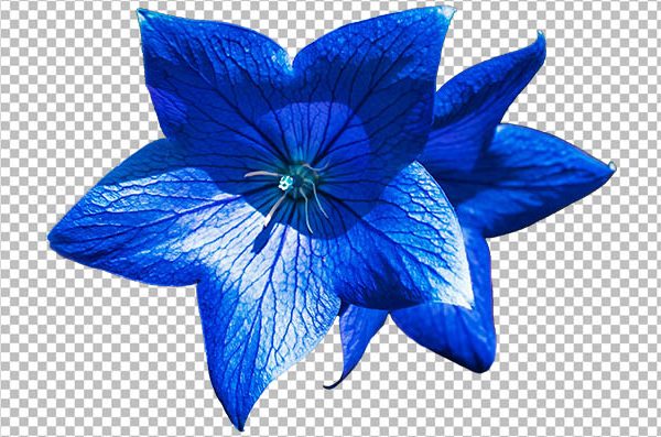 Blue Bellflower PNG – Transparent Floral Bellflower Image