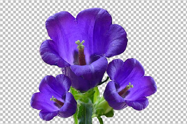Campanula Bellflower PNG – Transparent Bellflower Flower Image