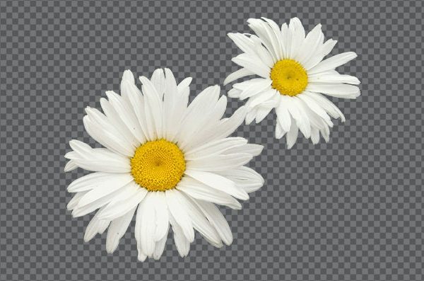 Chamomile Flower PNG Free Download – Transparent Floral Image