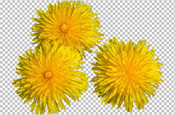 Dandelion Blossom PNG Transparent Background – HD Yellow Wild Flower
