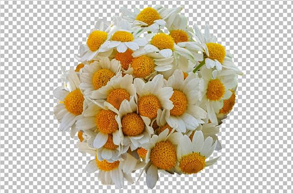 Free Chamomile Flowers PNG – Transparent Floral Image