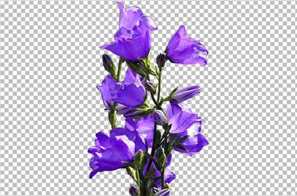 Garden Bellflower PNG – Floral Bellflower for Wedding Design