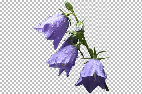 Purple Bellflower PNG – Transparent Floral Bellflower Image