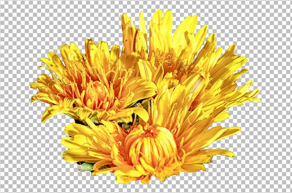 Realistic Dandelion Flower PNG Transparent Background – HD Wild Flower