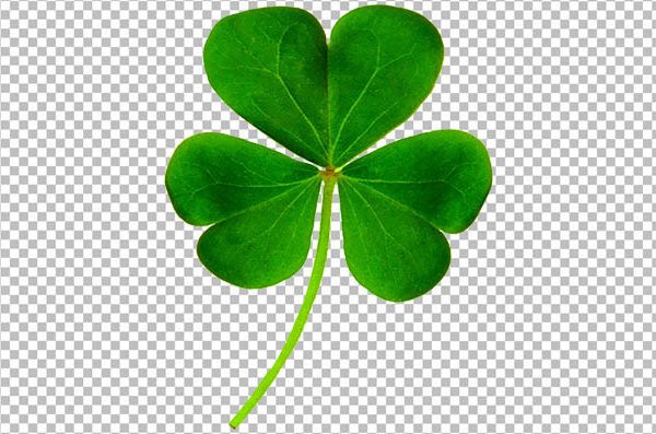 Realistic Clover Flower PNG with Transparent Background