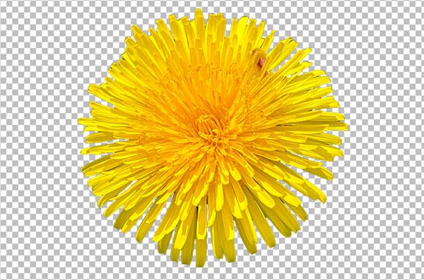 Yellow Dandelion Flower PNG Transparent Background